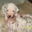 Puppies 2009 2 weeks old