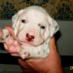 Kelly and Irish Jigs puppies 2009