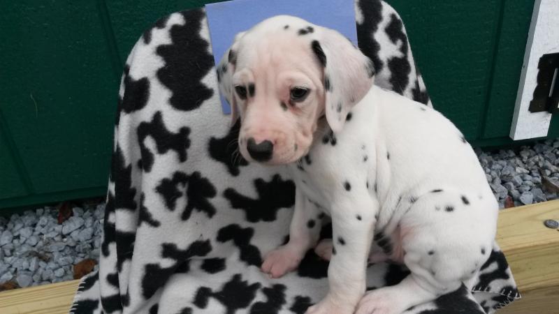 Flannel needs a home.