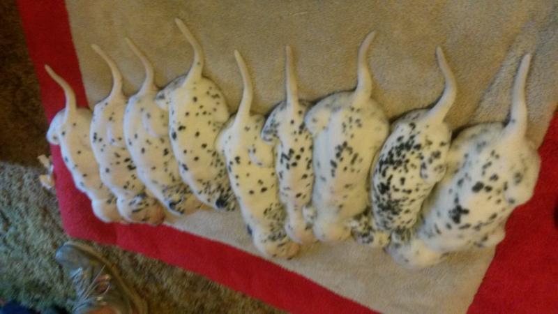 McDottie puppies