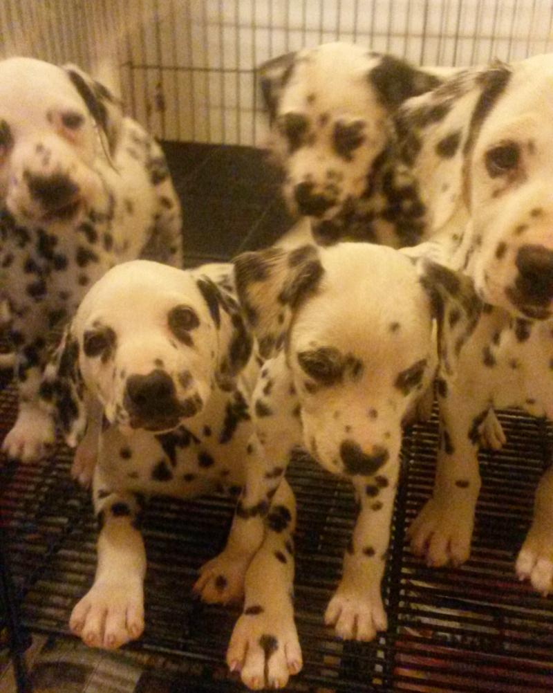 2018 Shimmer X George pups - Litter of 9 pups - 5 boys and 4 girls!