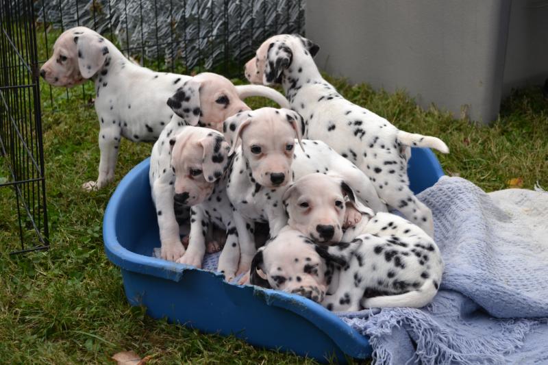Litter playing outside for first time
