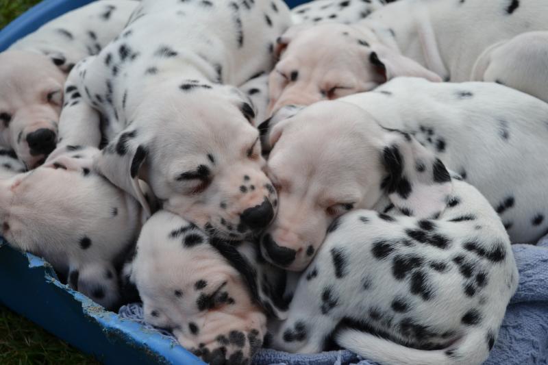 Arrow Pups 2015 sleeping
