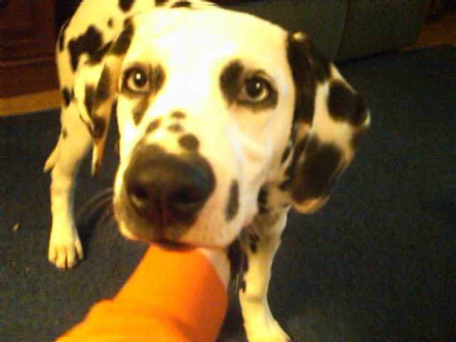 Polly is looking for a home.