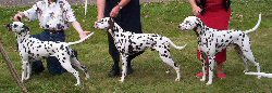 Confetti with 2 of her pups