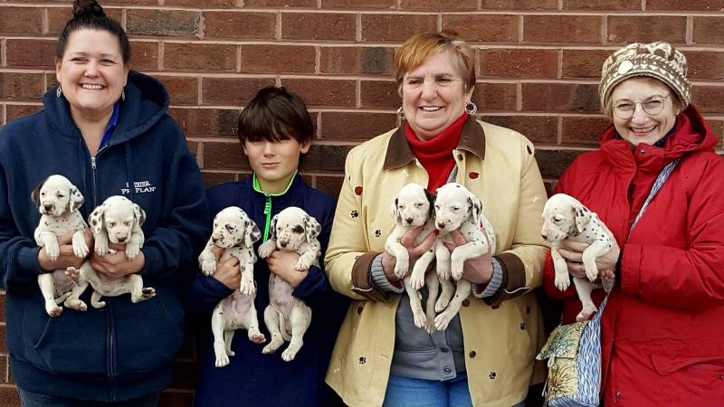 Puppies get BAER hearing tested.